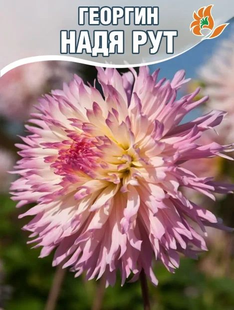 Георгин Надя Рут (бахромчатый)