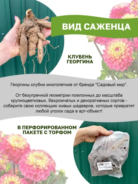 Георгин Микс Пепперминт (кактусовидный) 