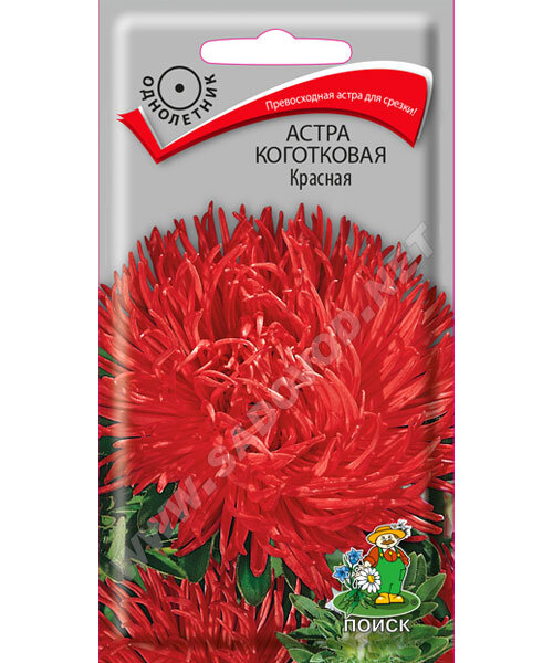 Астра коготковая Красная семена