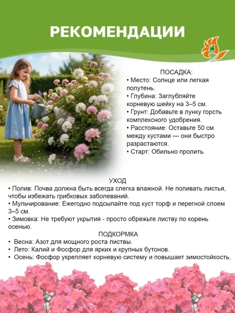 Флокс Виктория 