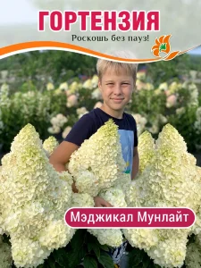 Гортензия Мэджикал Мунлайт (метельчатая) Гортензия Мэджикал Мунлайт (метельчатая)