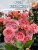 Роза Корал Желе 