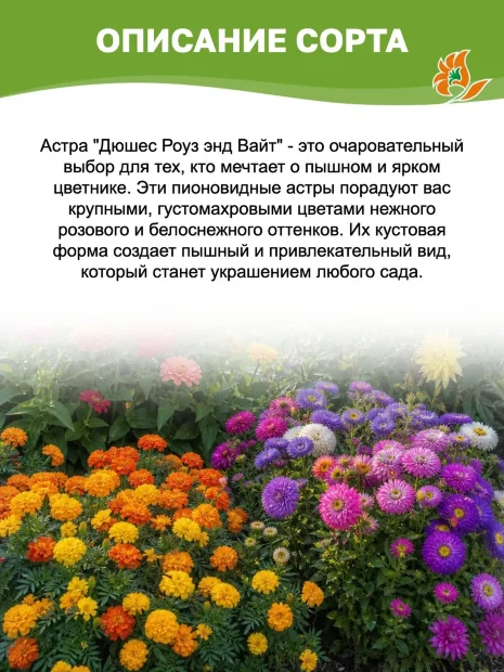 Астра пионовидная Дюшес Роуз энд Вайт семена