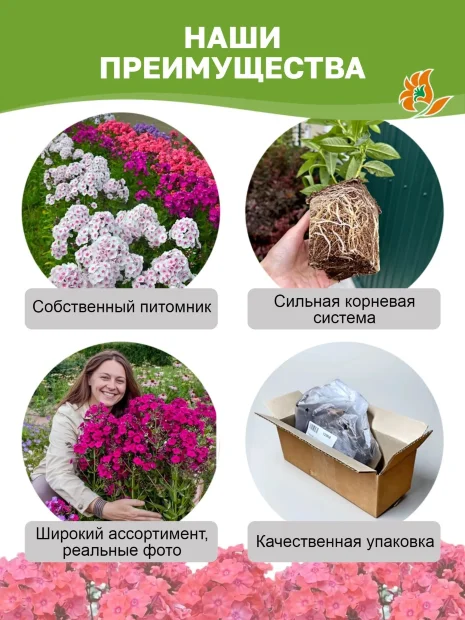 Флокс Голубые Кристаллы