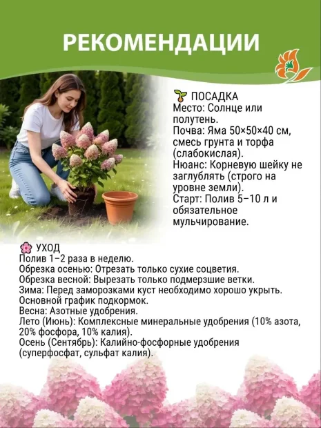 Гортензия Диамантино (метельчатая)  саженцы 