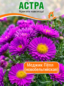 Астра Меджик Пёпл Астра Меджик Пёпл