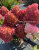 Гортензия Петит Флори (метельчатая) саженцы 