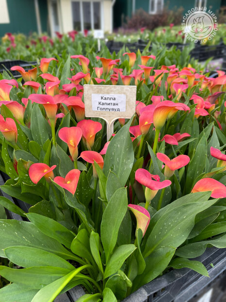 Калла Капитан Голливуд