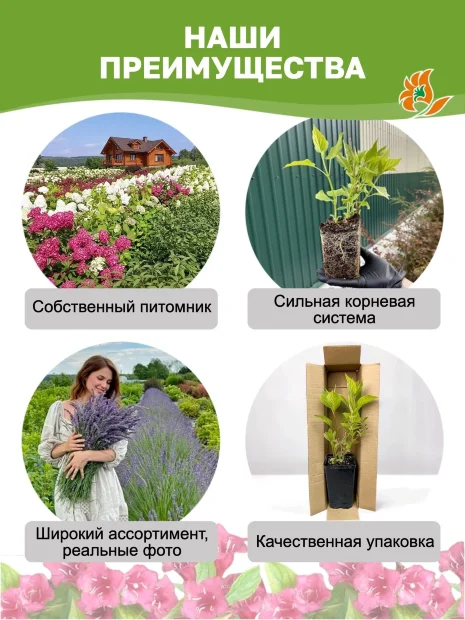 Дерен Айвори Хэлло (белый) саженцы 