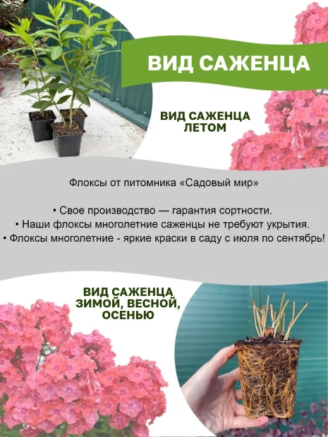 Флокс Ред Райдинг Худ