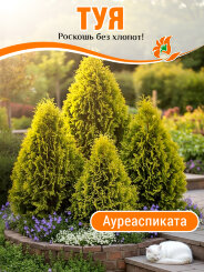 Туя Ауреаспиката Туя Ауреаспиката