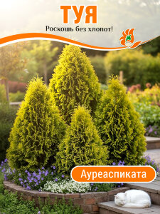Туя Ауреаспиката (западная) Туя Ауреаспиката (западная)