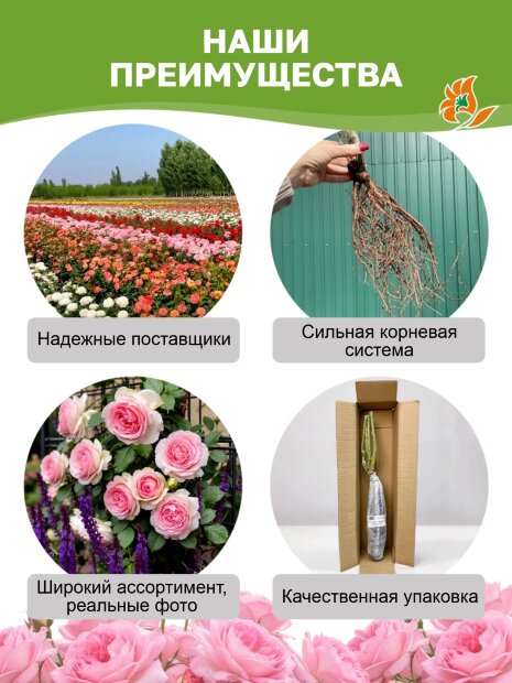 Роза Ай Эм Грейтфул 
