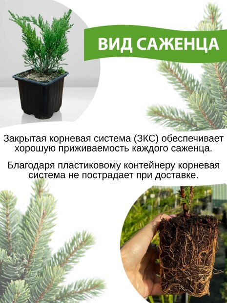 Туя Вудварди