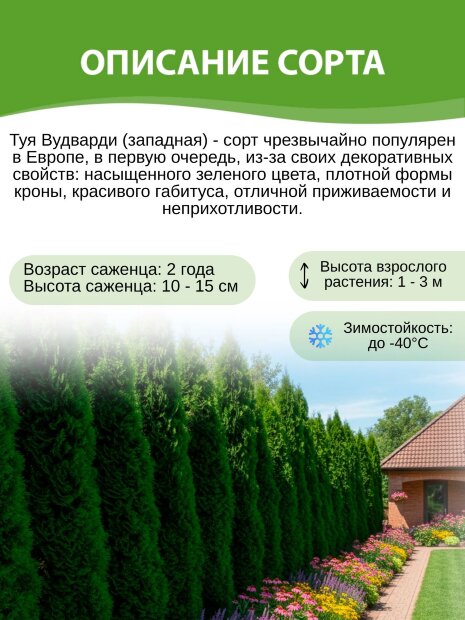 Туя Вудварди