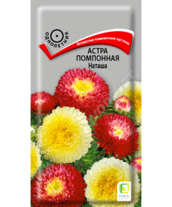 Астра помпонная Наташа