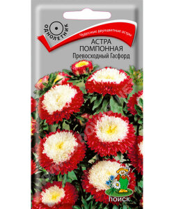 Астра помпонная Превосходный Гасфорд