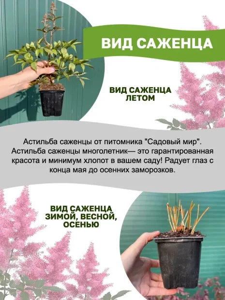 Астильба Аметист (Арендса) 