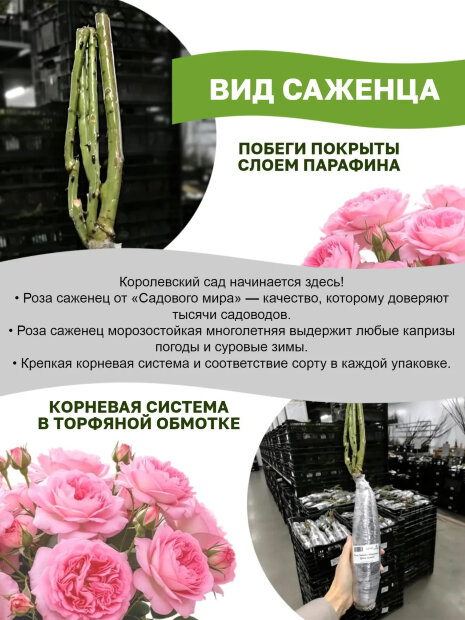 Роза многоцветковая