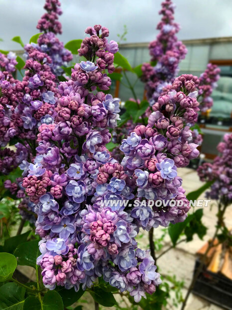 Сирень Ами Шотт (обыкновенная) саженцы 