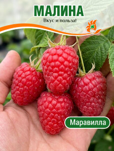Малина Маравилла (ремонтантная) Малина Маравилла (ремонтантная)