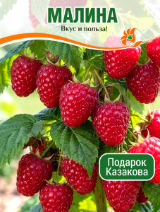 Малина Подарок Казакова (ремонтантная) Малина Подарок Казакова (ремонтантная)