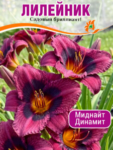 Лилейник Миднайт Динамит