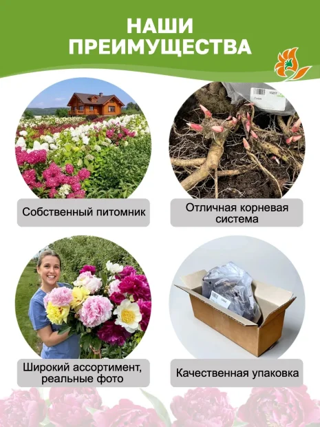 Пион Примавере (травянистый)