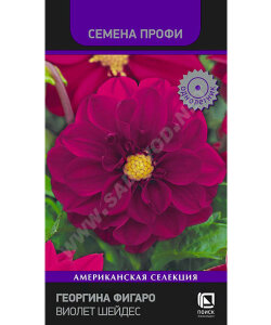 Георгина Фигаро Виолет Шейдес (ПРОФИ)