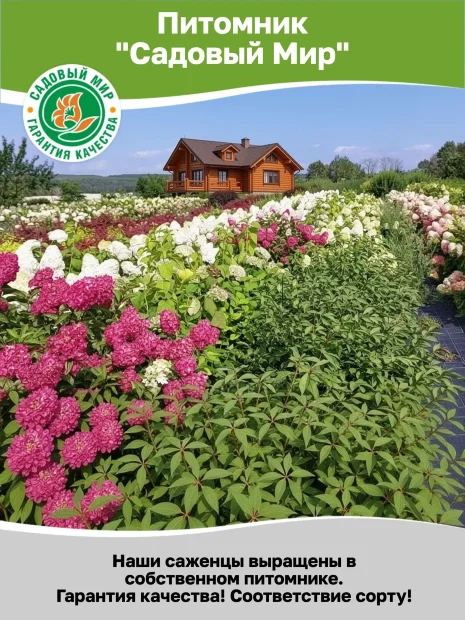 Гортензия Геркулес саженцы 