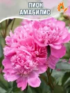 Пион Амабилис (травянистый)