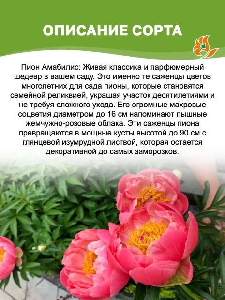 Пион Амабилис (травянистый)