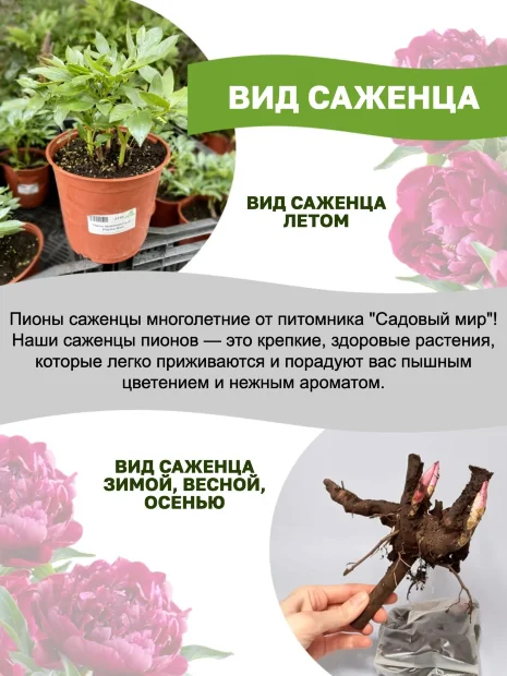 Пион Амабилис (травянистый)