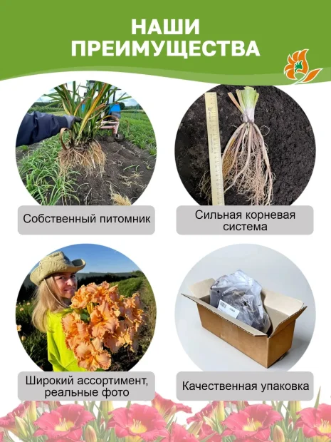 Лилейник Матрешка