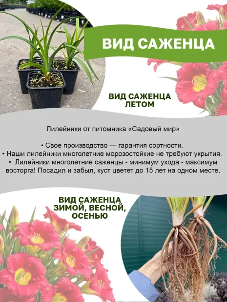 Лилейник Биг Смайл