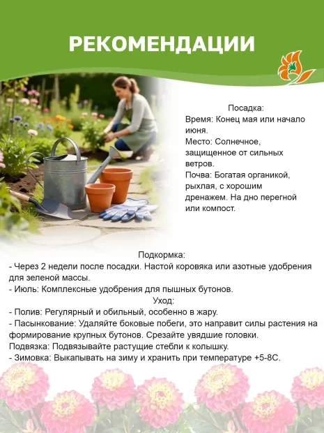 Георгин Тайхейо (крупноцветковый)