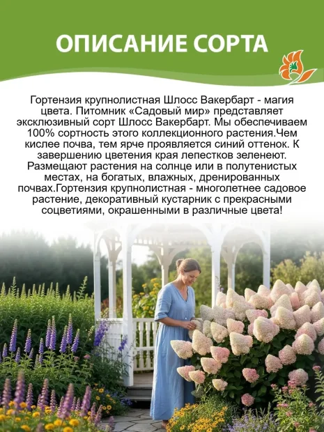 Гортензия Шлосс Вакербарт (крупнолистная)