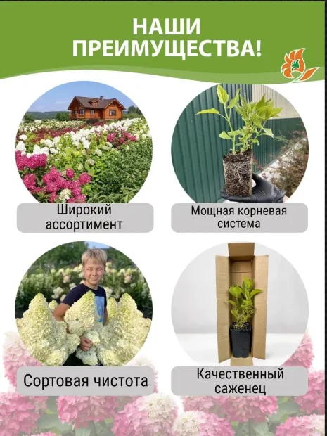 Гортензия Шлосс Вакербарт (крупнолистная)