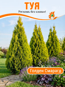 Туя Голден Смарагд (западная) Туя Голден Смарагд (западная)