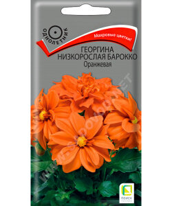 Георгина низкорослая Барокко Оранжевая