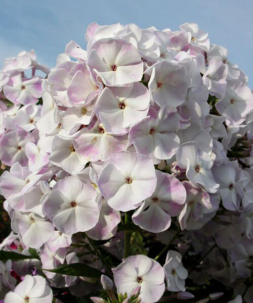 Флокс Герман