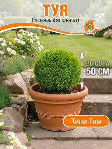 Туя Тини Тим (западная) Туя Тини Тим (западная)