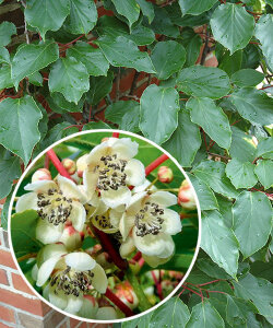 Актинидия Вейки (Аргута)
