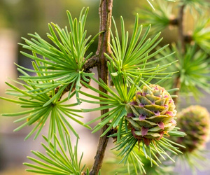 Лиственница