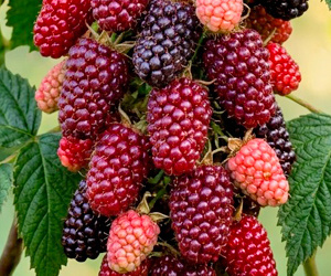 Ежемалина